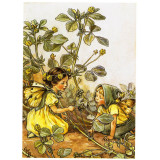 Принт Black Medick Fairies