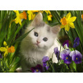 Котик в цветах